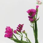Statice - Cherry Pink (Per Bunch)-Pink-Malaysia-prflorist.com.my
