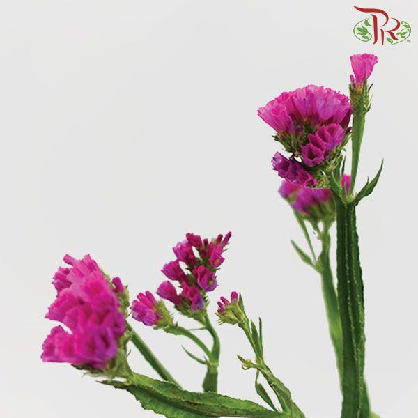 Statice - Cherry Pink (Per Bunch)-Pink-Malaysia-prflorist.com.my