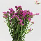 Statice - Cherry Pink (Per Bunch)-Pink-Malaysia-prflorist.com.my