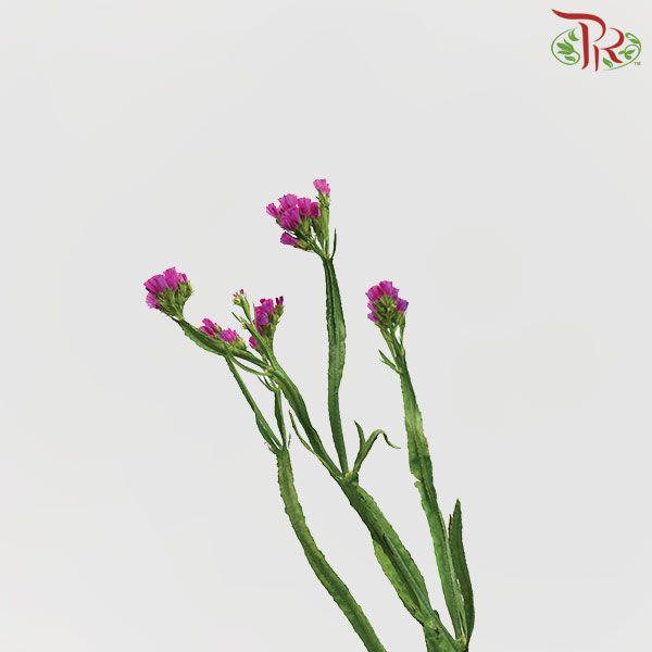 Statice - Cherry Pink (Per Bunch)-Pink-Malaysia-prflorist.com.my