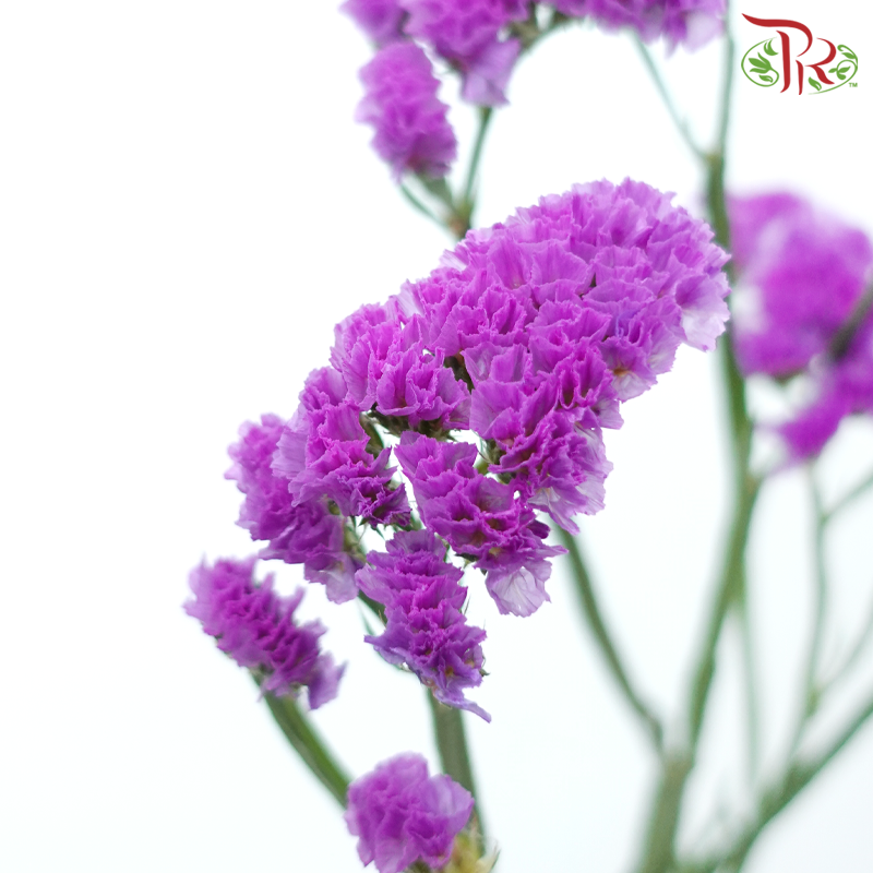 Statice - Cherry Violet (500g-550g)-Cherry Violet-China-prflorist.com.my