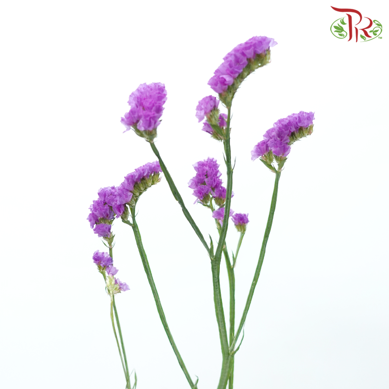 Statice - Cherry Violet (500g-550g)-Cherry Violet-China-prflorist.com.my