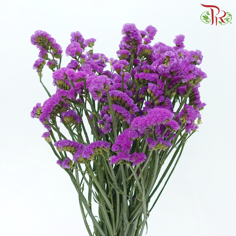 Statice - Cherry Violet (500g-550g)-Cherry Violet-China-prflorist.com.my