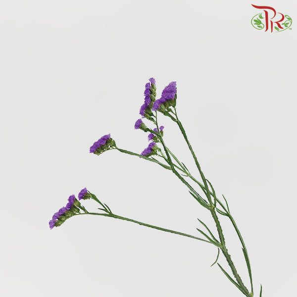 Statice - Dark Purple ( 500g-550g)-Dark Purple-China-prflorist.com.my