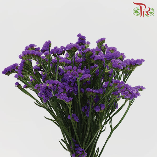 Statice - Dark Purple ( 500g-550g)-Dark Purple-China-prflorist.com.my