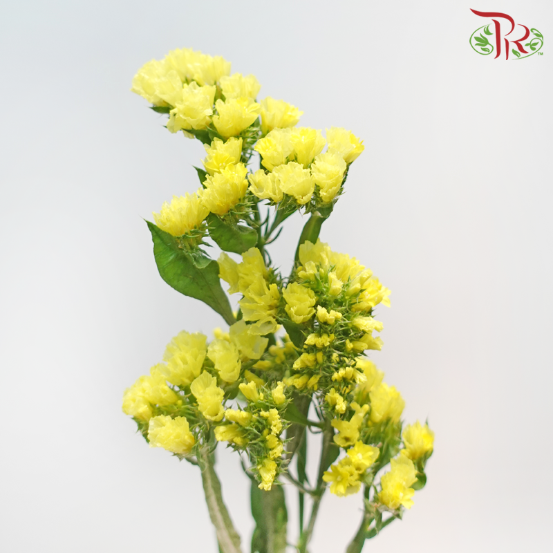 Statice - Dark Yellow (Per Bunch)-Yellow-Malaysia-prflorist.com.my