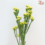 Statice - Dark Yellow (Per Bunch)-Yellow-Malaysia-prflorist.com.my