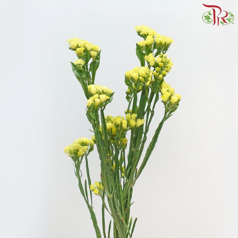 Statice - Dark Yellow (Per Bunch)-Yellow-Malaysia-prflorist.com.my