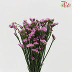 Statice - Light Pink (Per Bunch)-Pink-Malaysia-prflorist.com.my