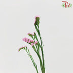 Statice - Light Pink (Per Bunch)-Pink-Malaysia-prflorist.com.my