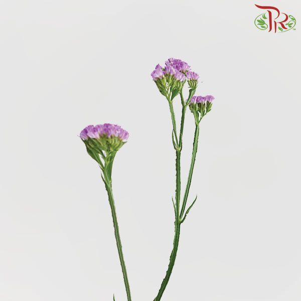 Statice - Light Purple (Per Bunch)-Purple-Malaysia-prflorist.com.my