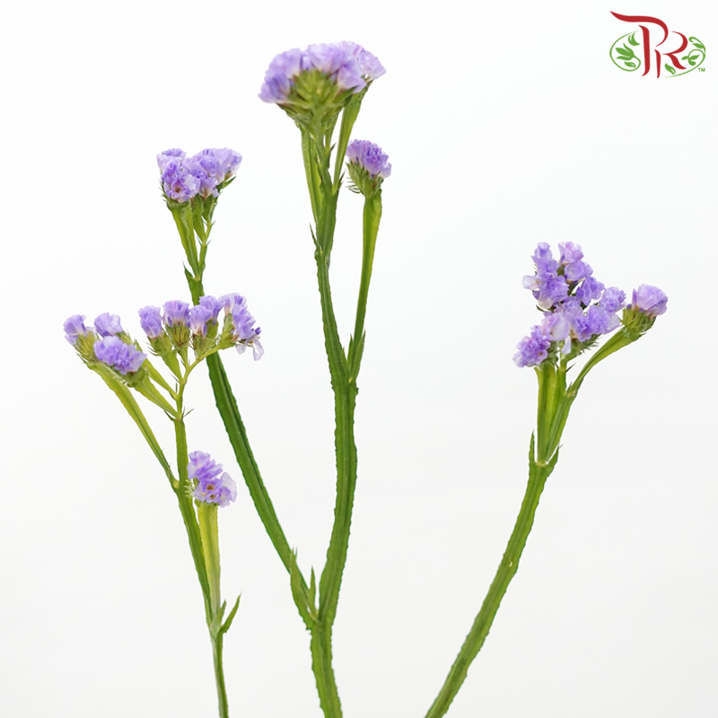 Statice - Lilac (Per Bunch)-Lilac-Malaysia-prflorist.com.my