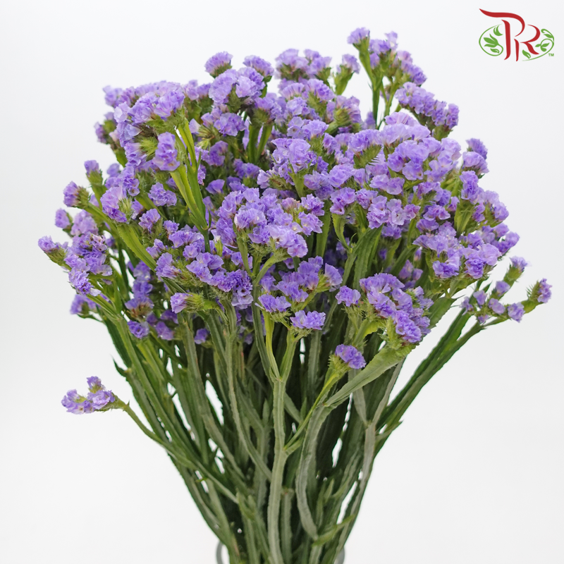 Statice - Lilac (Per Bunch)-Lilac-Malaysia-prflorist.com.my