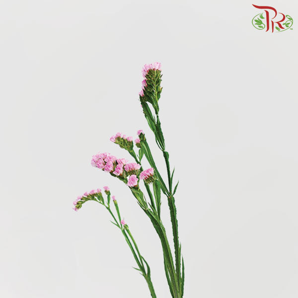 Statice (Light Pink) - 10 Stems - Pudu Ria Florist