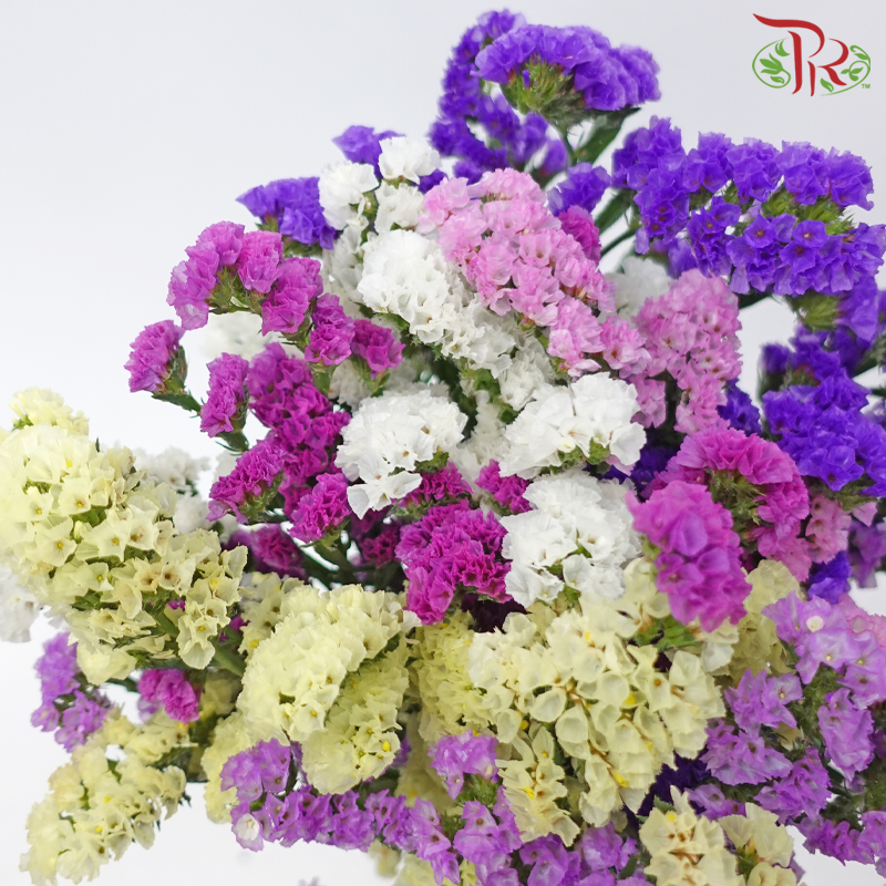 Statice - Random Mix Colour (350 Gram Per Bundle)-China-prflorist.com.my