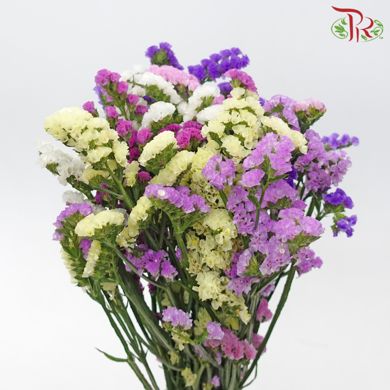 Statice - Random Mix Colour (350 Gram Per Bundle)-China-prflorist.com.my