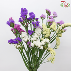 Statice - Random Mix Colour (350 Gram Per Bundle)-China-prflorist.com.my