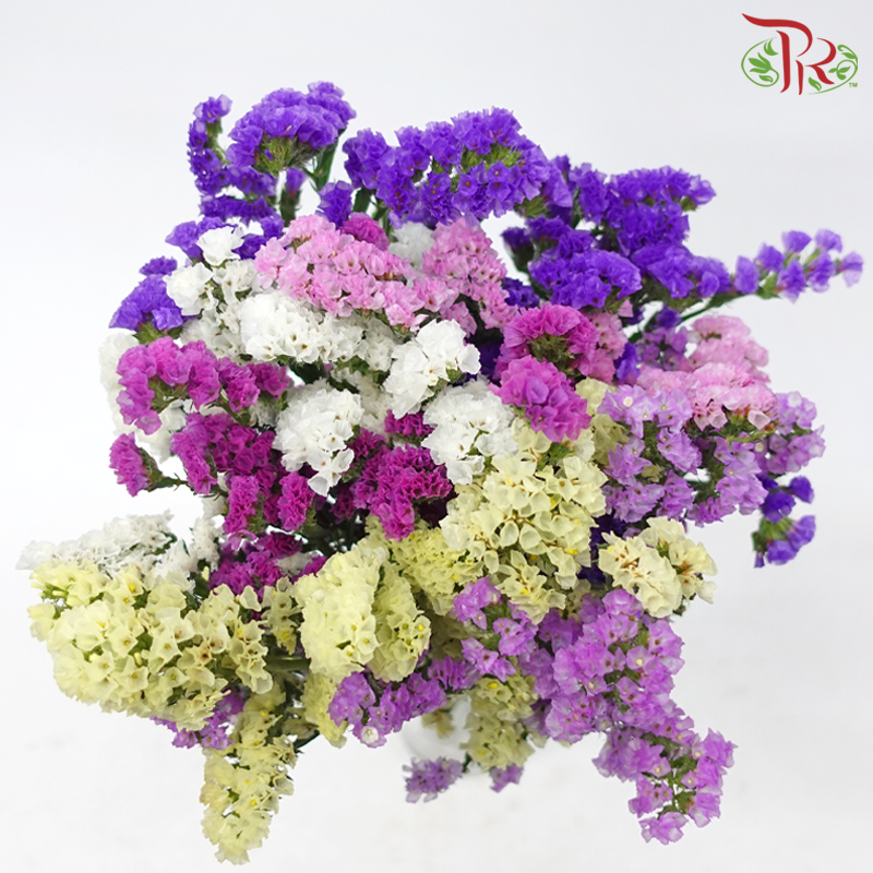 Statice - Random Mix Colour (350 Gram Per Bundle)-China-prflorist.com.my