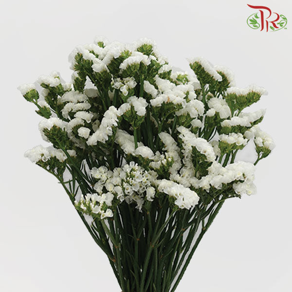 Statice - White (10 Stems)-Kenya-prflorist.com.my
