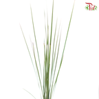Steelgrass