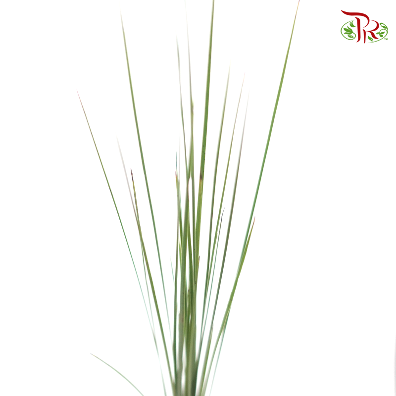 Steelgrass