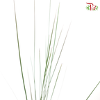 Steelgrass