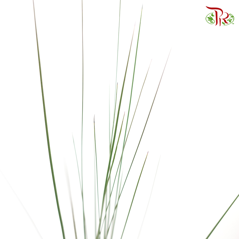 Steelgrass