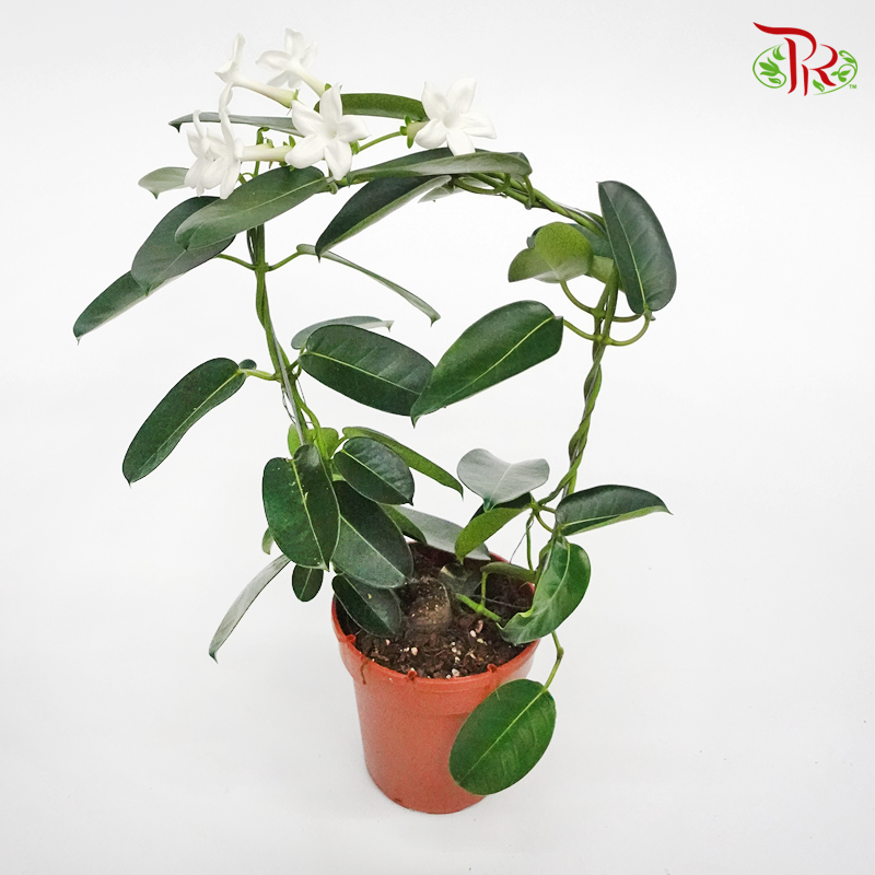 Stephanotis Floribunda《马达加斯加茉莉》- WITHOUT BLOOMS-Pudu Ria Florist-prflorist.com.my