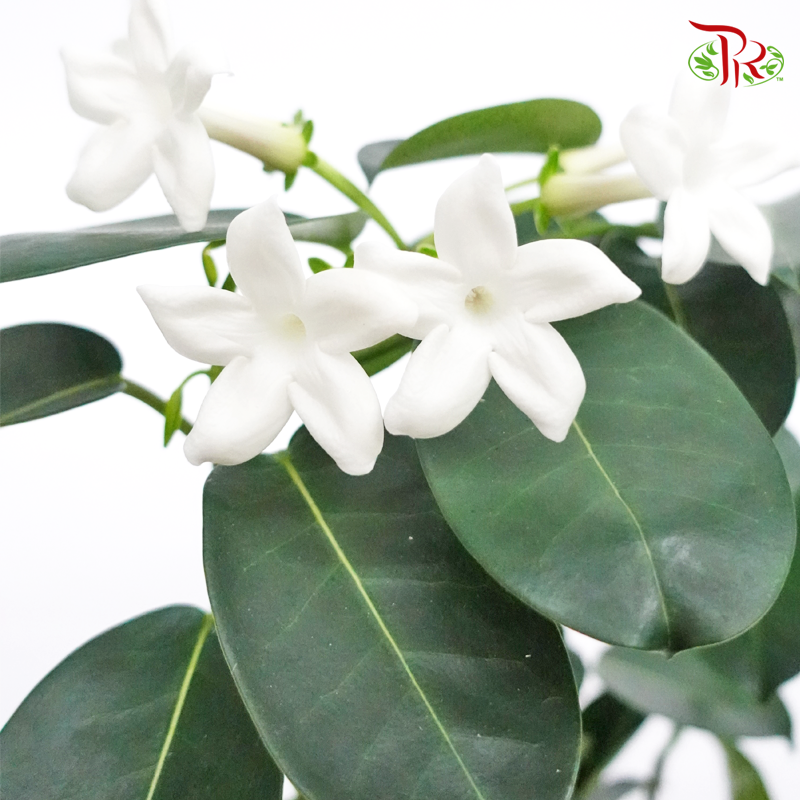 Stephanotis Floribunda《马达加斯加茉莉》- WITHOUT BLOOMS-Pudu Ria Florist-prflorist.com.my