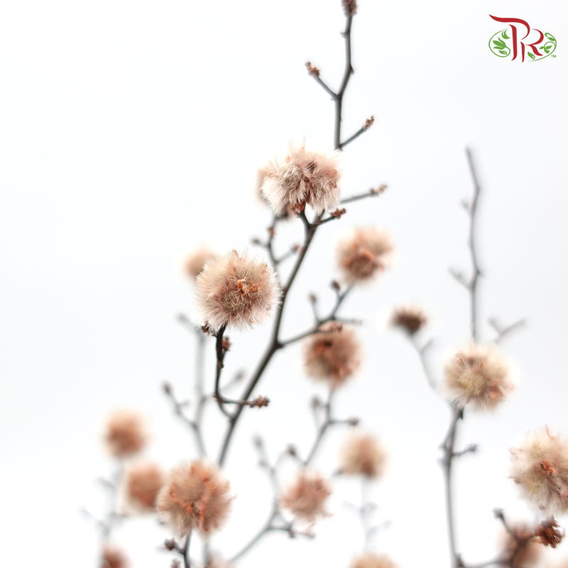 Stirlingia Preservative - Brown ( 4040-0-191 )-Brown-Japan-prflorist.com.my