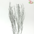 Stoebe - Dyed Silver (Per Bunch)-Silver-Africa-prflorist.com.my
