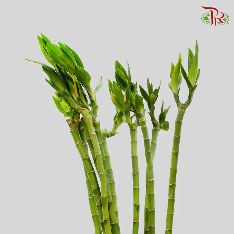 Straight Bamboo 直竹