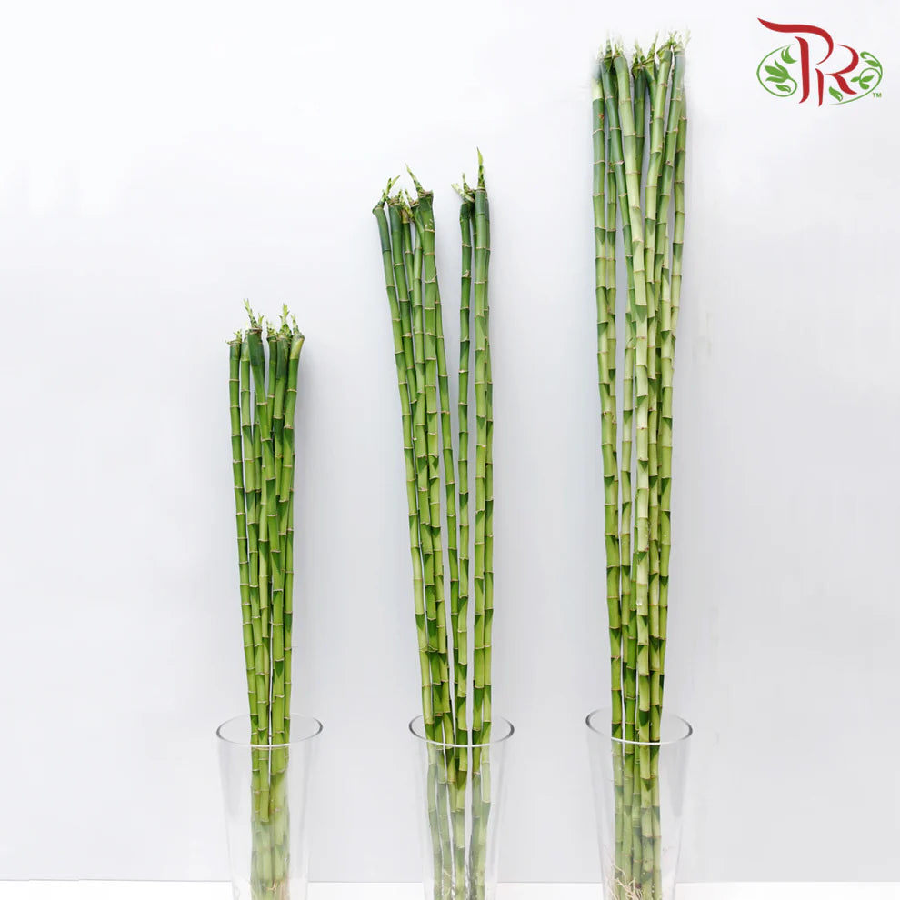 Straight Bamboo 直竹