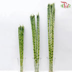 Straight Bamboo 直竹