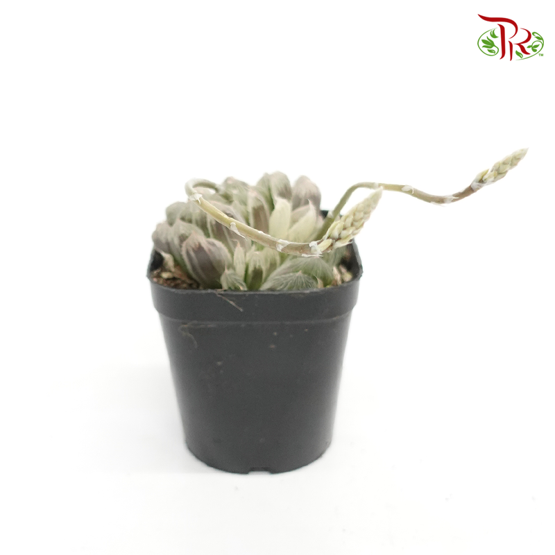 Succulent 多肉植物 - Haworthia Cooperi Variegated 《白斑玉露》 - Pudu Ria Florist