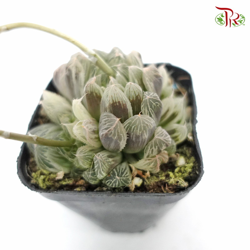 Succulent 多肉植物 - Haworthia Cooperi Variegated 《白斑玉露》 - Pudu Ria Florist
