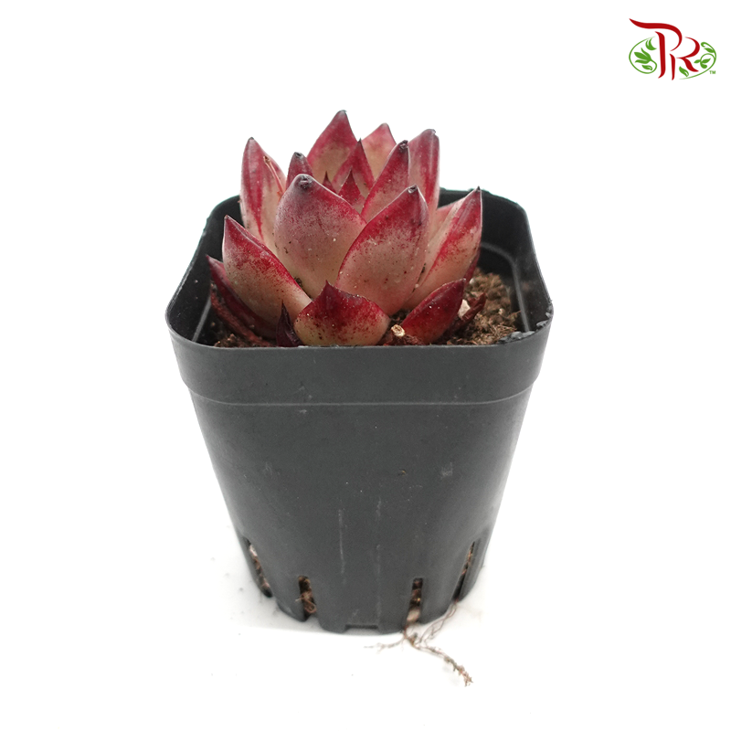 Succulent 多肉植物 - 《柏拉图》-Pudu Ria Florist-prflorist.com.my