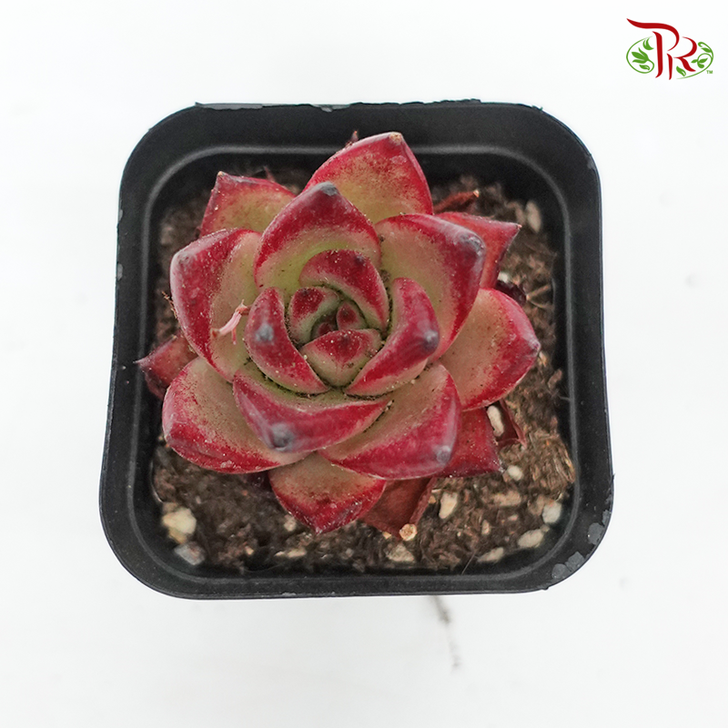 Succulent《多肉植物》