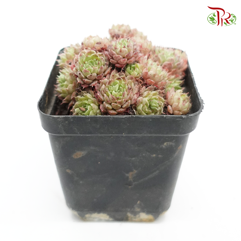Succulent《多肉植物》