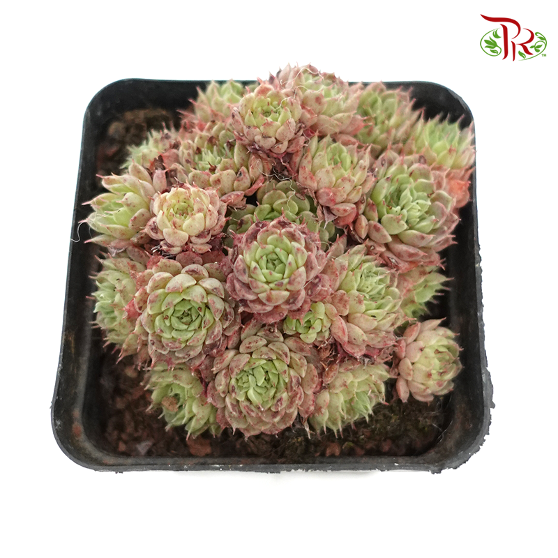 Succulent《多肉植物》