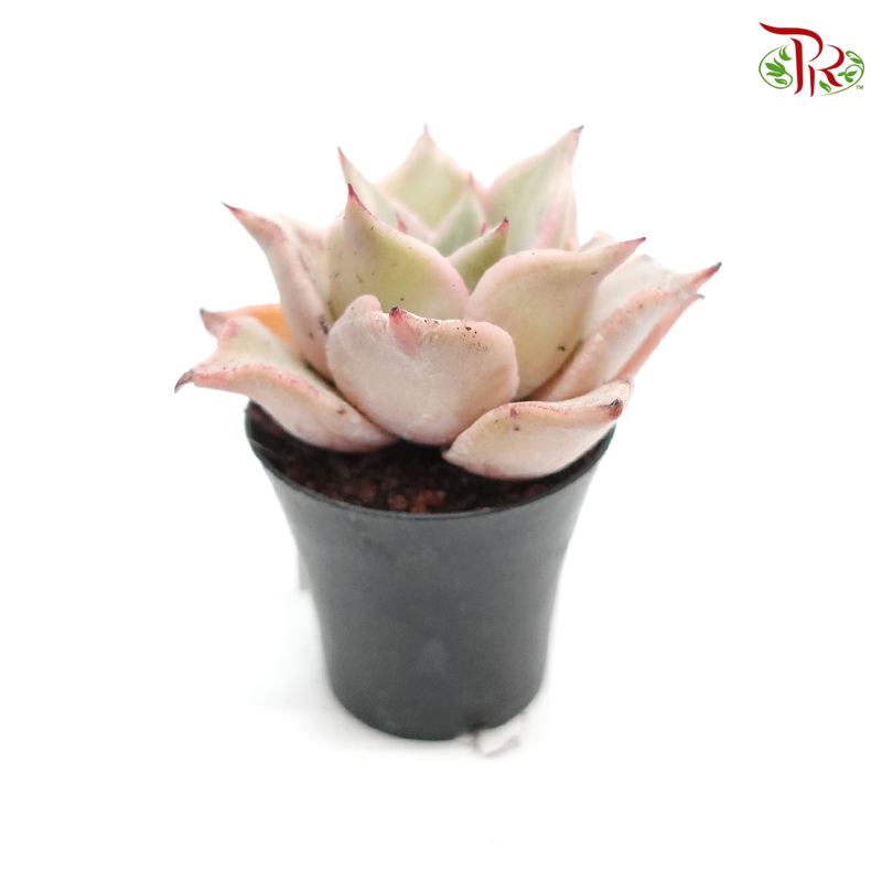 Succulent 多肉植物 - Echeveria Madiba 《饺子皮》-Pudu Ria Florist-prflorist.com.my