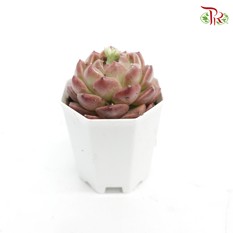 Succulent 多肉植物 -《七彩杂交组合》 (Random Choose)