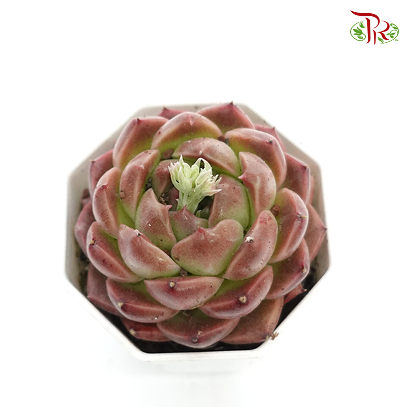 Succulent 多肉植物 -《七彩杂交组合》 (Random Choose)