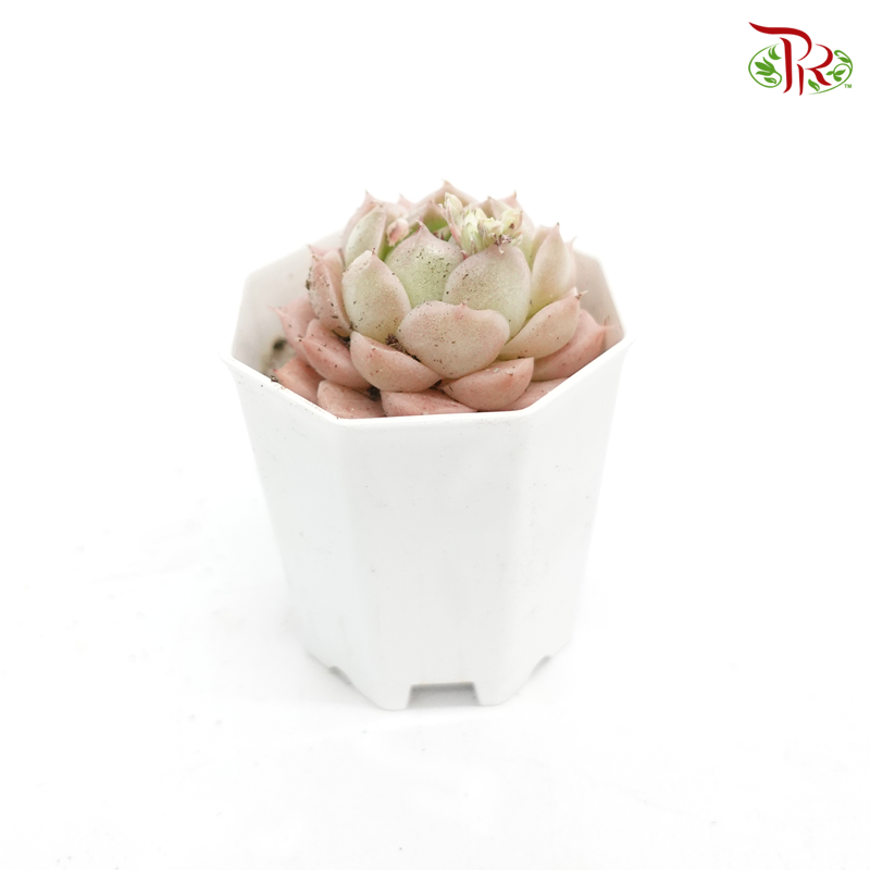 Succulent 多肉植物 -《七彩杂交组合》 (Random Choose)