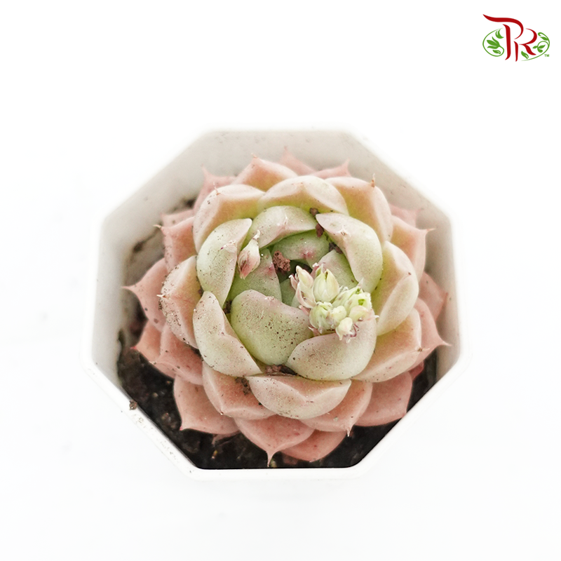 Succulent 多肉植物 -《七彩杂交组合》 (Random Choose)