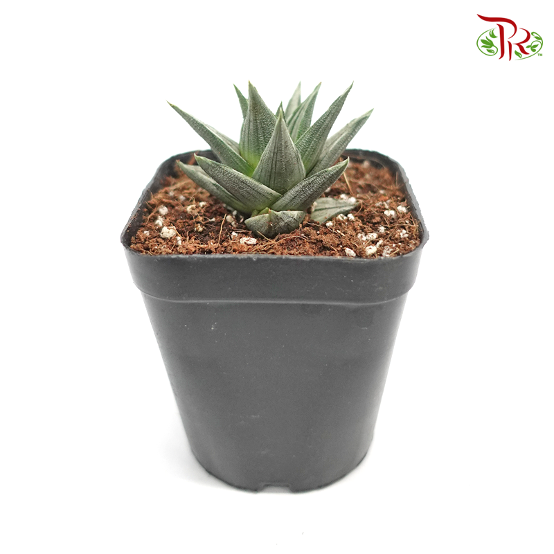 Succulent 多肉植物 - Haworthia Spp 《象牙塔拉丝白锦》-Pudu Ria Florist-prflorist.com.my