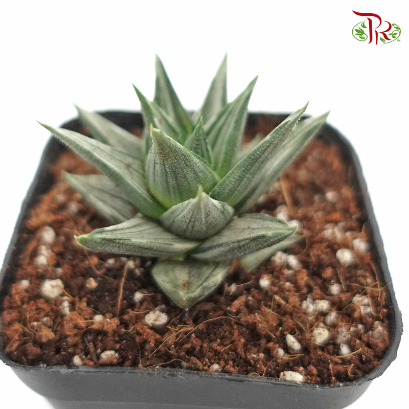 Succulent 多肉植物 - Haworthia Spp 《象牙塔拉丝白锦》-Pudu Ria Florist-prflorist.com.my