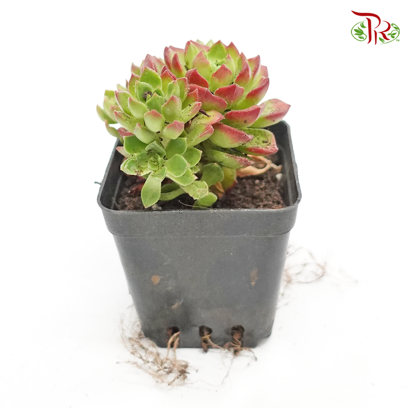 Succulent 多肉植物 - Sedeveria Letizia 《迪亚》-Pudu Ria Florist-prflorist.com.my
