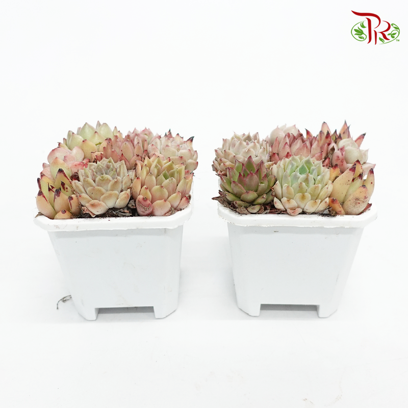 Succulent Hybrid Combination 多肉植物 -《七彩杂交组合》 (Random Choose)-Pudu Ria Florist-prflorist.com.my