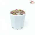 Succulent Lithops《生石花多肉》-Pudu Ria Florist-prflorist.com.my